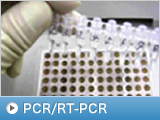 PCR/RT-PCR